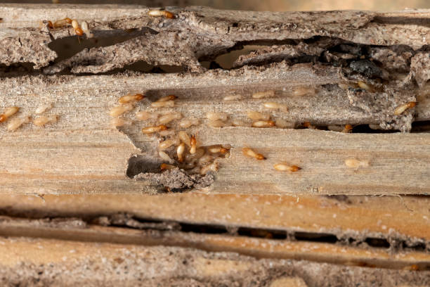 Trusted Kilgore, TX Pest Control Experts