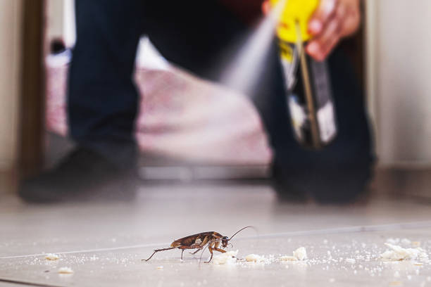 Best Best Pest Control Companies  in Kilgore, TX